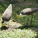 Masked Lapwing
