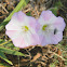 field bindweed
