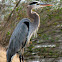 Great Blue Heron