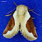 Skiff Moth