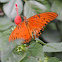Gulf Fritillary