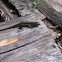Giant Ameiva (female)