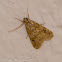 Webworm Moth