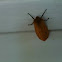 Isabella Tiger Moth