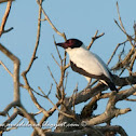 Tueré grande (Black-tailed tityra)