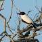 Tueré grande (Black-tailed tityra)