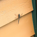 Lake Darner