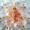 Common Spider