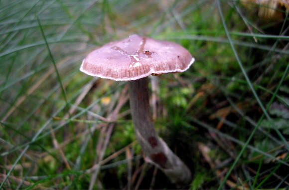 Spotting Image 1