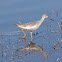 Greater Yellowlegs
