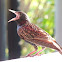 European Starling