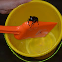 Rhino Beetle