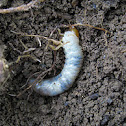 Blue Polished Chafer(caterpillar)