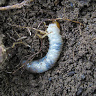 Blue Polished Chafer(caterpillar)