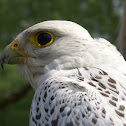 Gyrfalcon/Giervalk