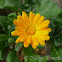 Calendula