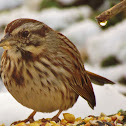 Song Sparrow