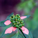 Fire Plant