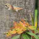Rufous Hummingbird