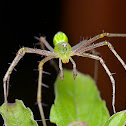 Lynx Spider