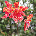 Orquidea