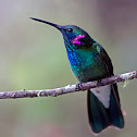 White-vented Violetear