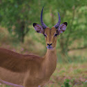 Impala