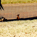 Hoopoe