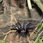 Tarantula