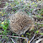 Hedgehog