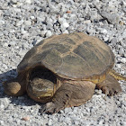 Common Snapping Turtle