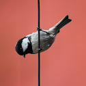 Coal tit