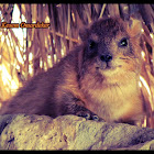Rock Hyrax