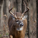 White-tailed Deer