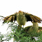 Guira Guira