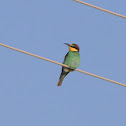 European Bee-eater
