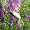 Common Checkered-Skipper