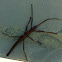Two Lined Stick Bug
