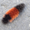 Wooly Bear