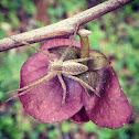 pawpaw
