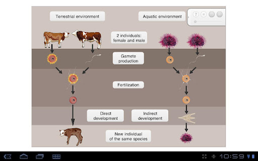 Sexual reproduction in animals