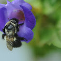 Eastern bumblebee