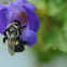 Eastern bumblebee