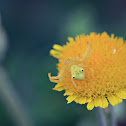 Flower Crab Spider
