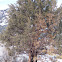 Juniper