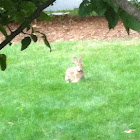 Eastern Cottontail
