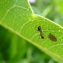 Ant