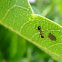 Ant