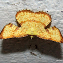 Geometridae