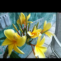 Plumeria